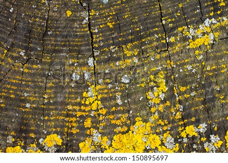 growth-rings, wooden texture with yellow mushroom