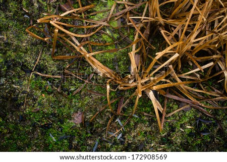 dry grass in the marsh - top view