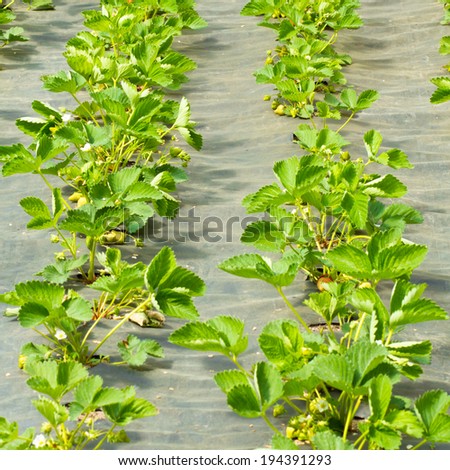green strawberry plants planted in the vegetable garden