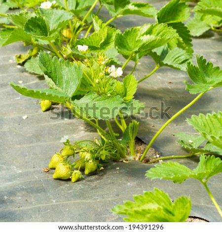 green strawberry plants planted in the vegetable garden