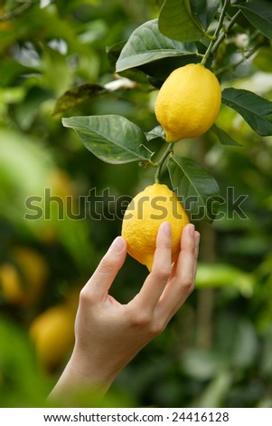 lemon picking