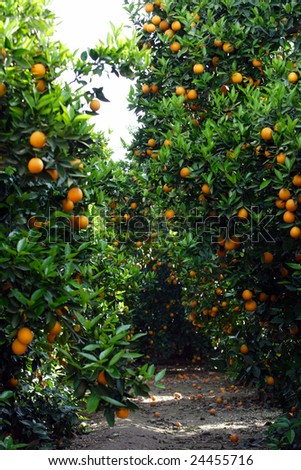 orange plantation