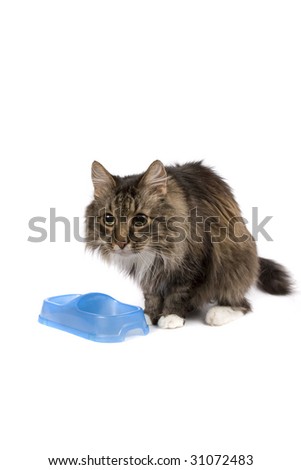 goldfish bowl and cat. stock photo : The cat eats