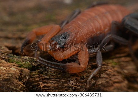 Rhopalurus junceus Scorpion