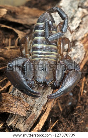 Scorpion Hadogenes paucidens