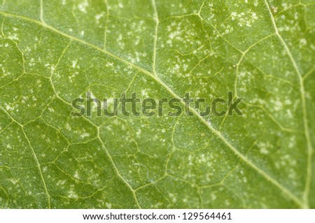 Leaf damaged by two-spotted spider mite
