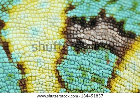 Close up of the Chameleon skin