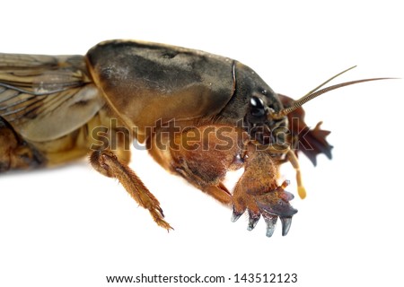 Digging forelegs of the mole cricket Gryllotalpa gryllotalpa isolated on white