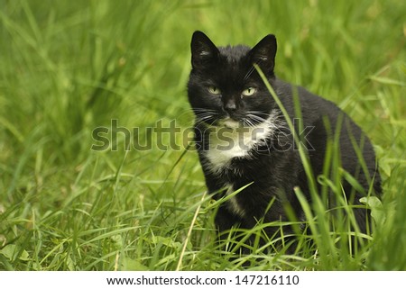Black and white cat in the green grass.