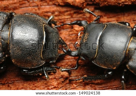 Pair of lesser stag beetle - Dorcus parallelipipedus