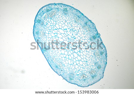 Microscopic view of corn stem