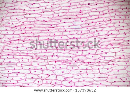 Cells Of The Onion Skin - Allium Cepa