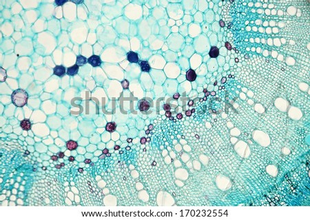 Stem of cotton Gossypium hirsutum - microscopic view