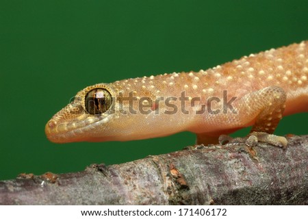 European house gekko - Hemidactylus turcicus