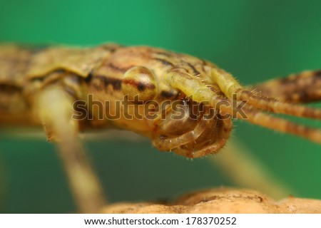 Head of thorny devil stick insect - Eurycantha calcarata
