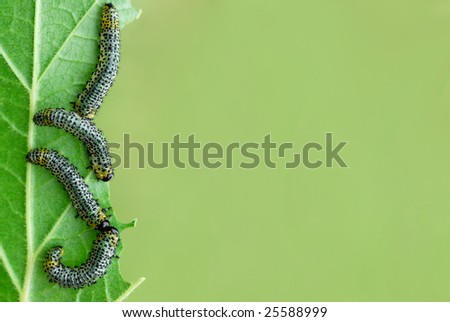 sawfly larvae eating leaf