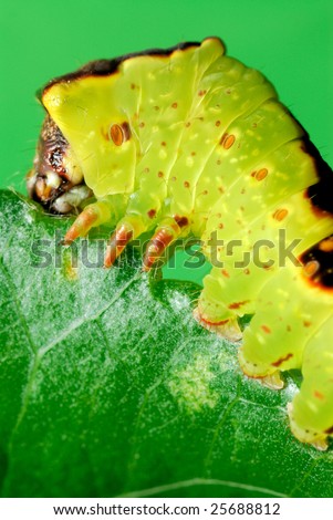 green jelly caterpillar eating leaf