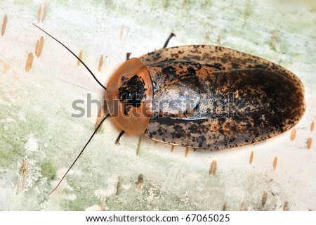 Tropical Cockroaches