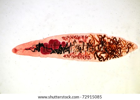 Dicrocoelium dendriticum flatworm - lancet liver fluke