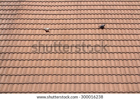 red tiles roof background,bird