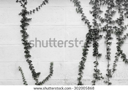 Creeper Plant on wall,black and white