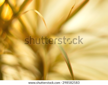 Beautiful bokeh flower. Abstract Background bokeh effect with defocused lights. Abstract flower background, defocused flowers in motion with space for text.