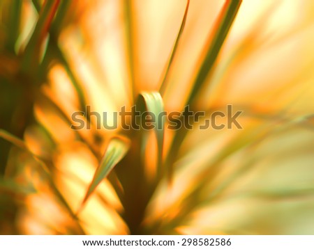 Beautiful bokeh flower. Abstract Background bokeh effect with defocused lights. Abstract flower background, defocused flowers in motion with space for text.
