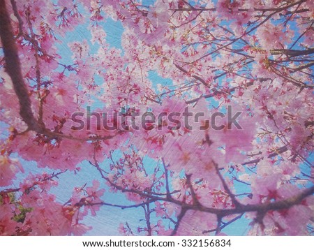 Pretty, pink sakura or cherry blossoms with blue sky and vintage painterly texture overlay