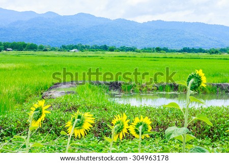 Green ear of rice in paddy rice field under blue sky and water and sunflower