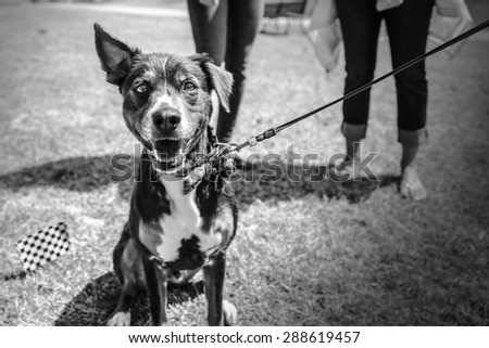 A dog in black and white at a park with its owners