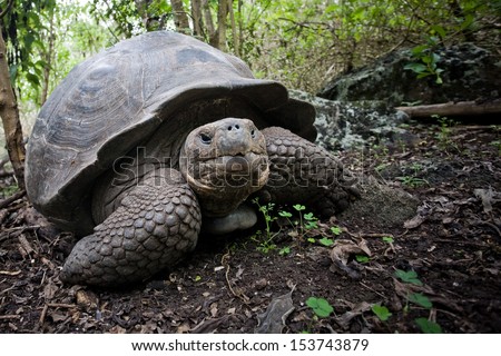 Galapagos (giant) tortoise (Geochelone nigra), Santa Crus Island, Ecuador