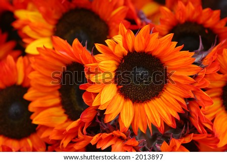 Red Sunflowers