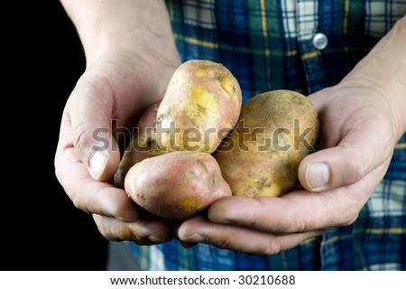 Mans hands holding raw potatoes
