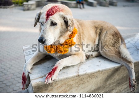 Dog with yellow flower necklace colored with red spots for the Kukur Tihar dog festival in Nepal