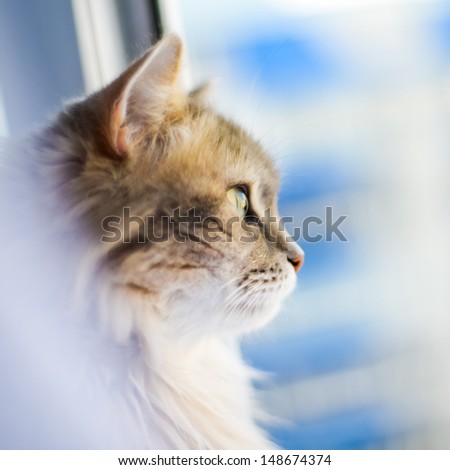 portrait of a cat that looks out of the window