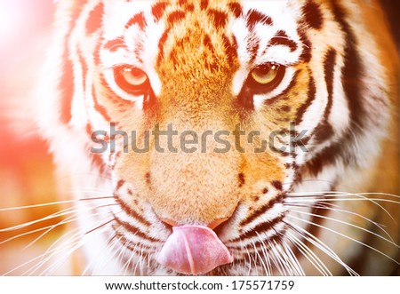 tiger face looking at the camera