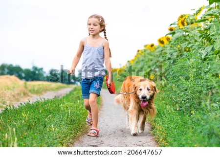 little girl walks on the leash with a golden retriever in field