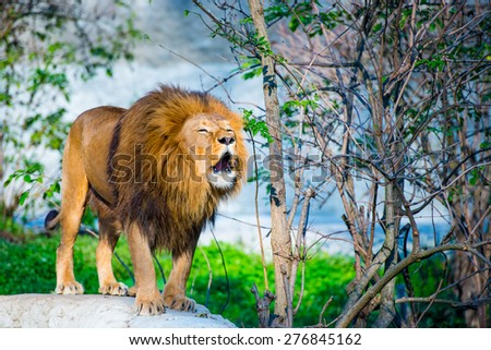 Mighty lion roars in the forest