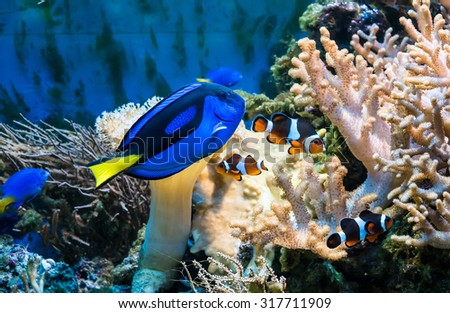 beautiful tropical blue fish and clownfish in aquarium