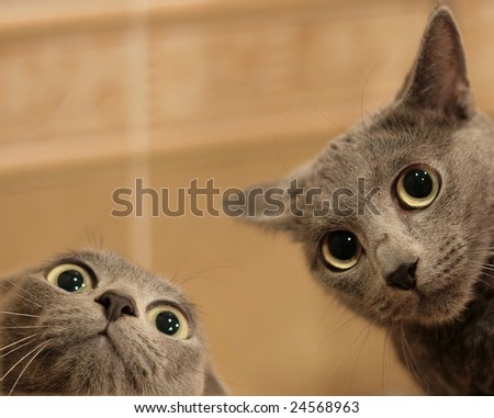 Two funny cats look in wide eyed astonishment