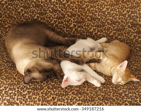 Tree Cats deep sleep together