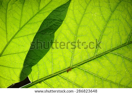 Green leaf with back lighting