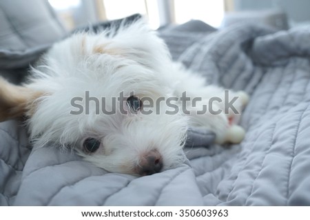 Cute white puppy laying down