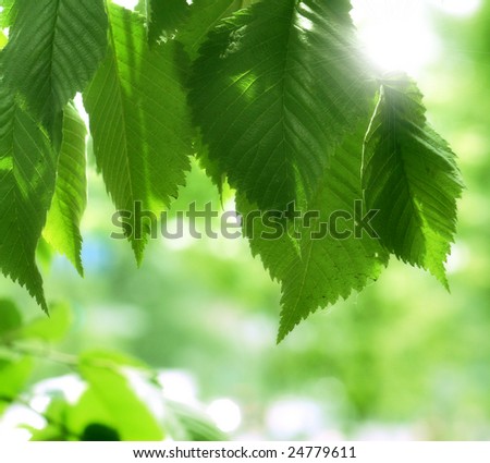 green leaves in the sun rays
