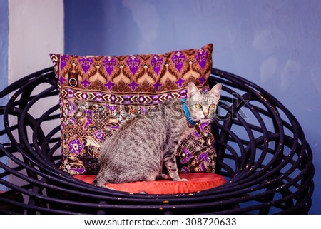 Gray tabby cat sitting on the rattan chair against backrest pillow. Vintage color.