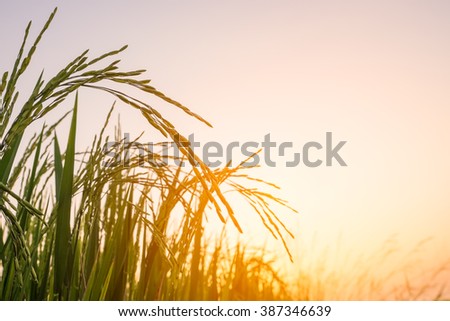 Rice field in sunset time.