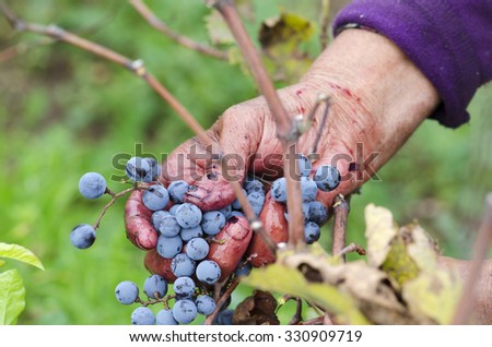 Vine harvesting in Bulgaria. Seasonal worker holding Merlot cluster in her hand. Selective focus