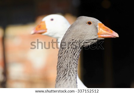 Grey and white goose in a countryside farm. Selective focus