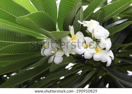 flower,green,white flower