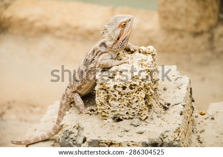 The iguana leans on the stone cube